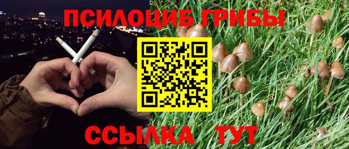 Великие Луки  Псилоцибиновые грибы Cubensis  Вход с VPN 